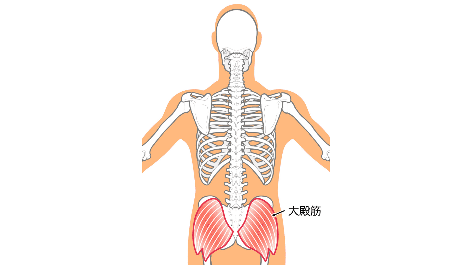 イラスト　大殿筋