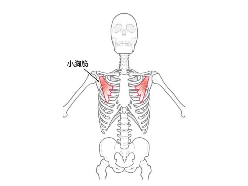小胸筋