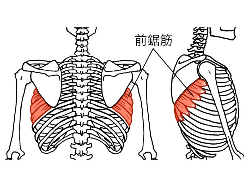 前鋸筋