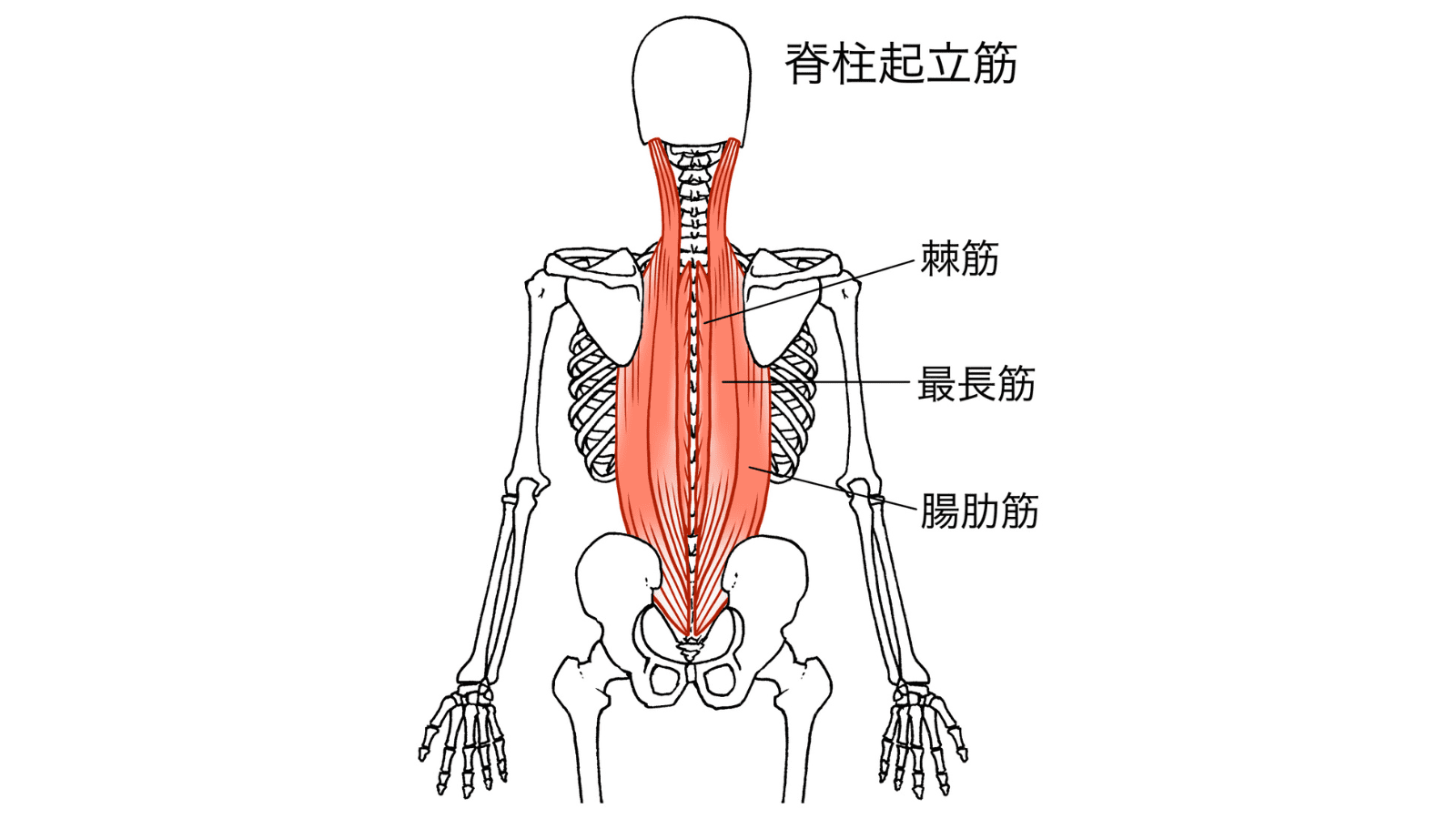 イラスト　脊柱起立筋