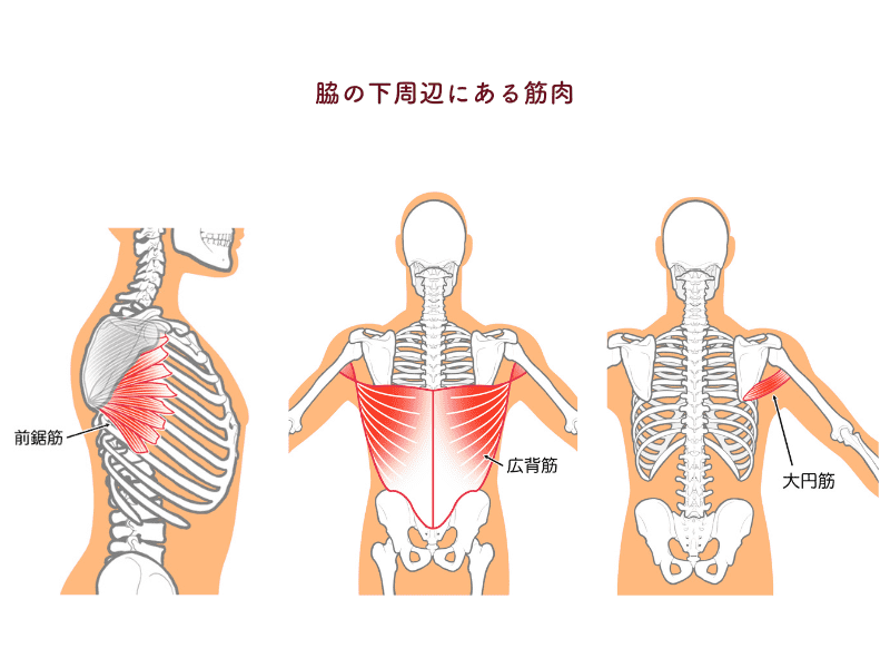 脇の下周辺の筋肉