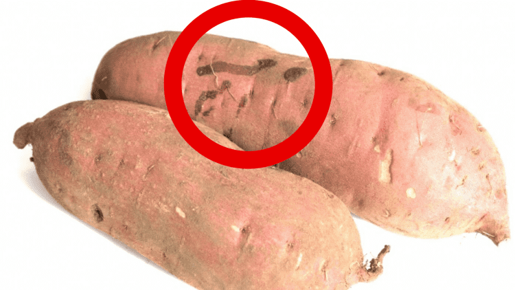 【さつまいも】黒くて固い汚れの正体は？食べても大丈夫か管理栄養士が解説