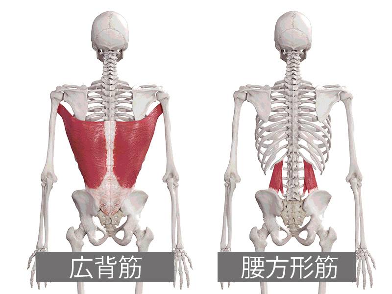 広背筋と腰方形筋