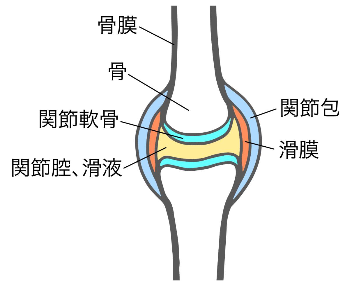 関節のイラスト
