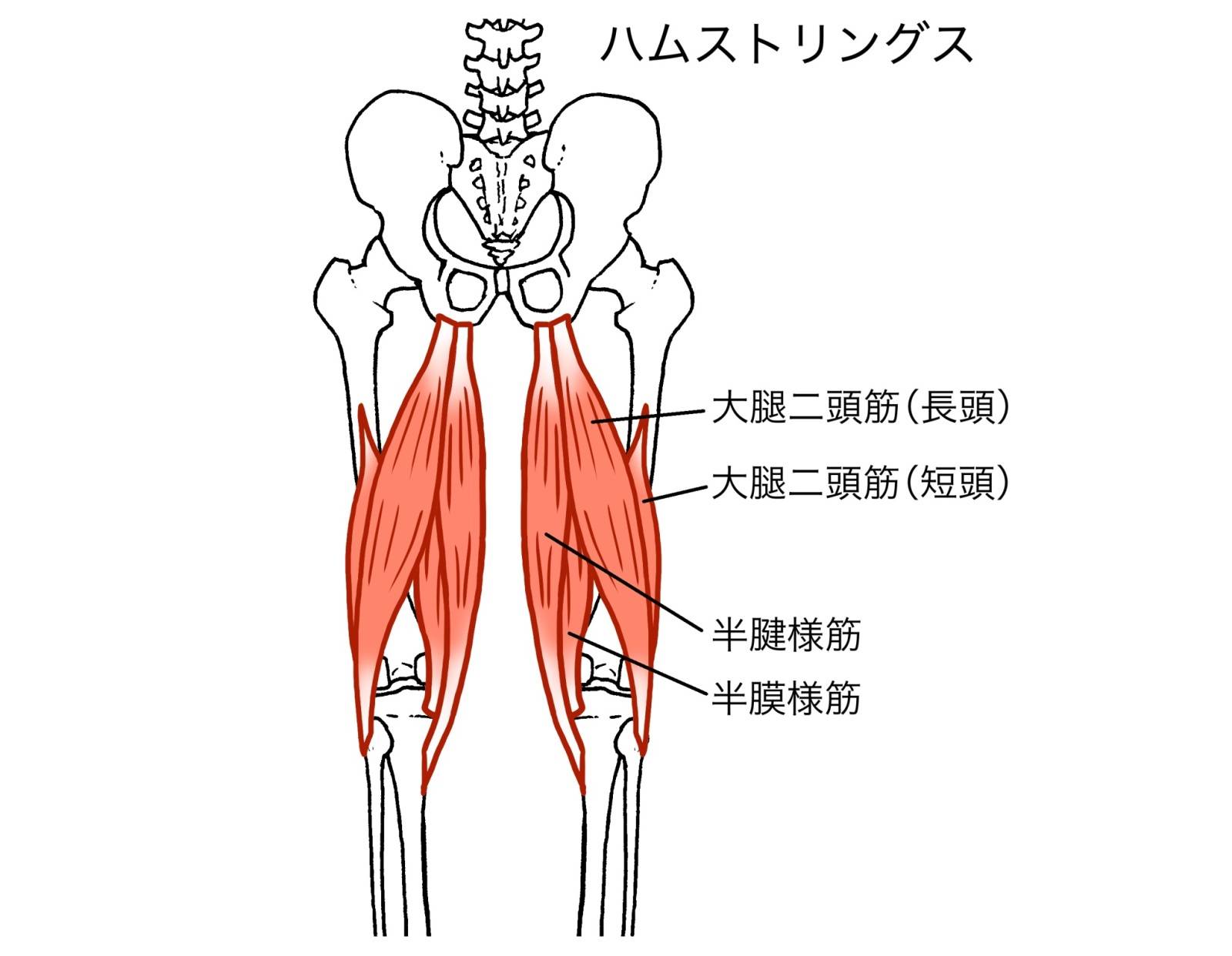 ハムストリングス