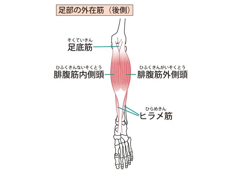 ふくらはぎの筋肉