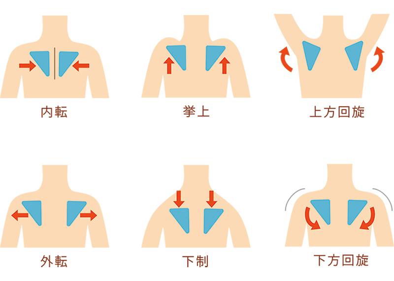 肩甲骨の動き