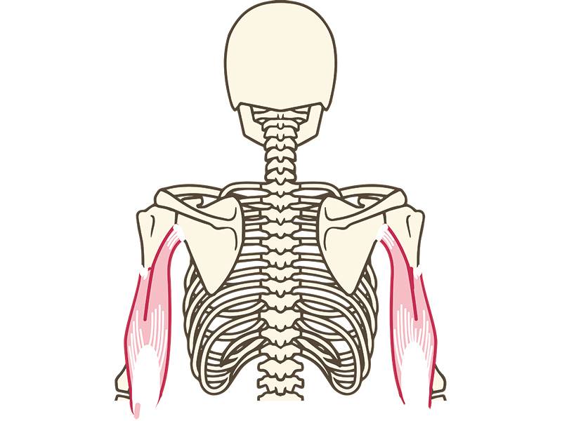 上腕三頭筋