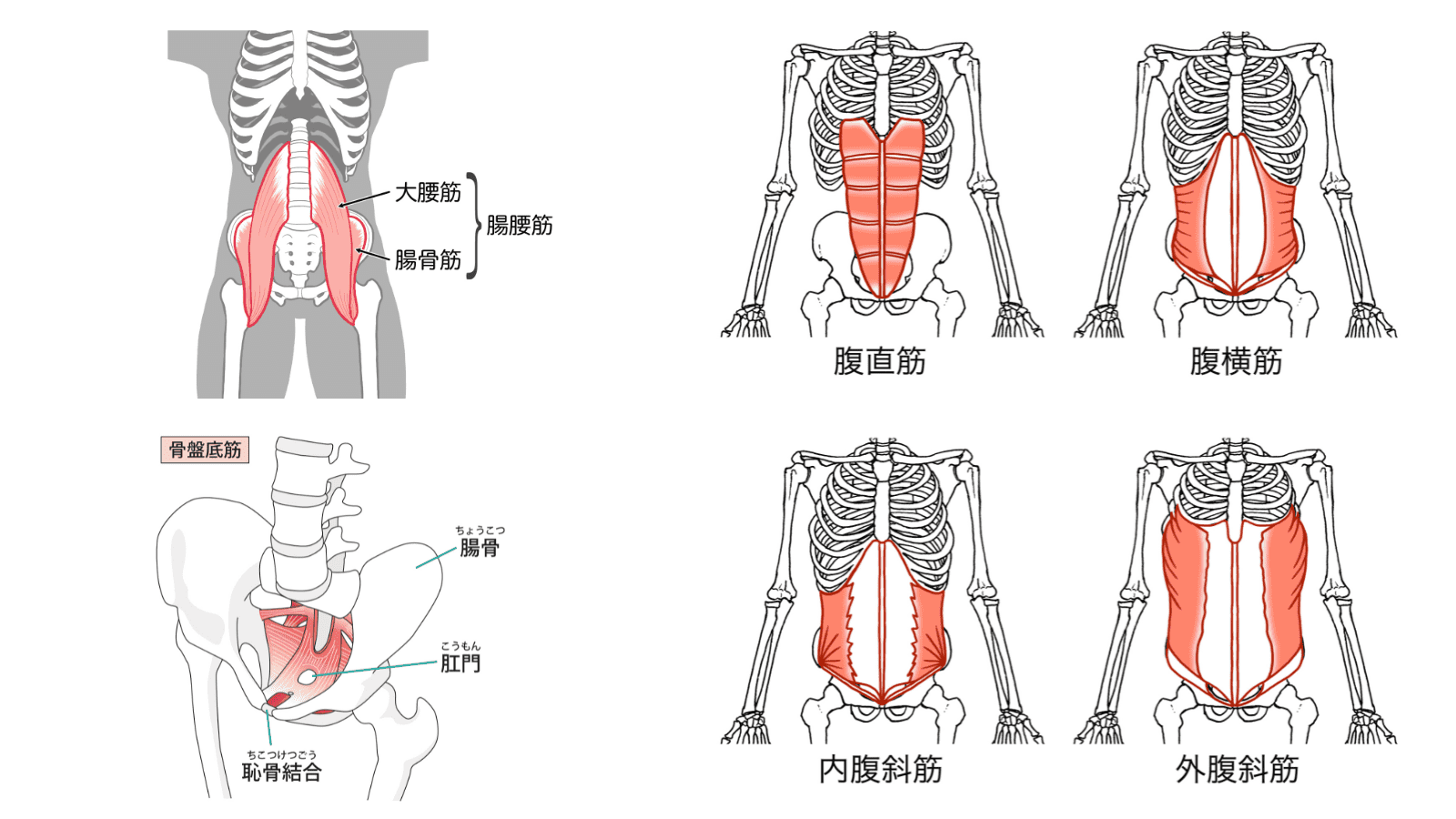 腹筋群、腸腰筋、骨盤底筋イラスト