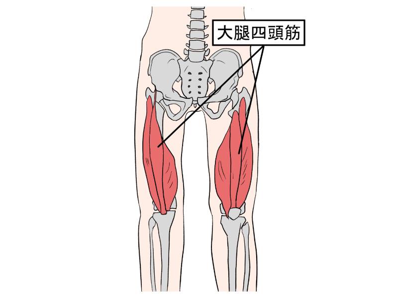 大腿四頭筋
