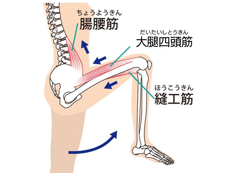 大腿四頭筋と腸腰筋