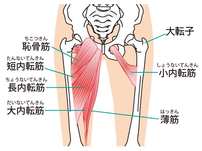 大転子と内転筋群