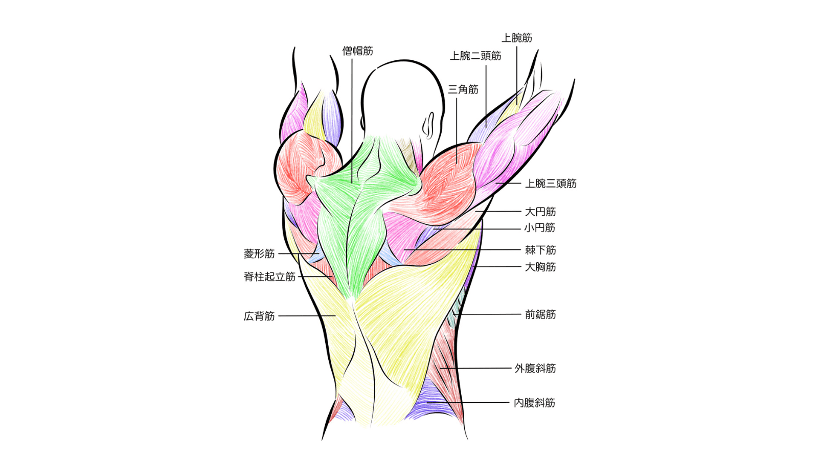 イラスト　三角筋　僧帽筋