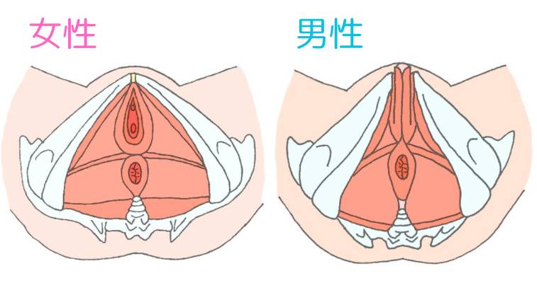 骨盤底筋群