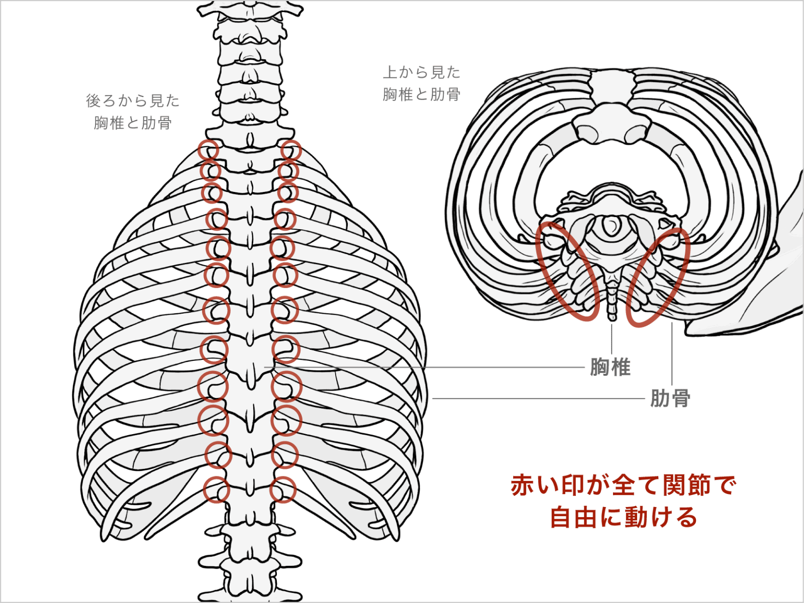 胸椎と肋骨の構造
