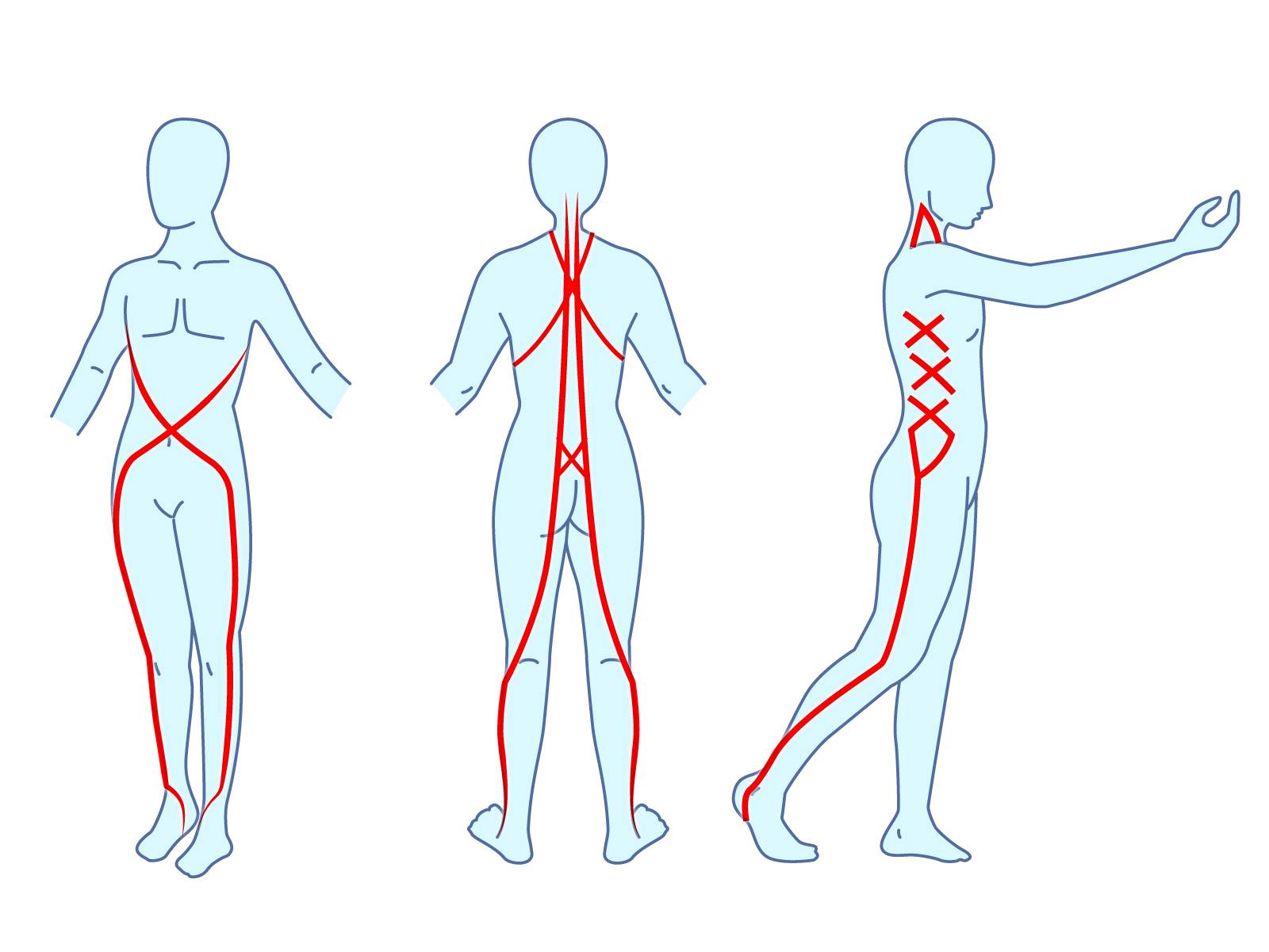 アナトミートレイン