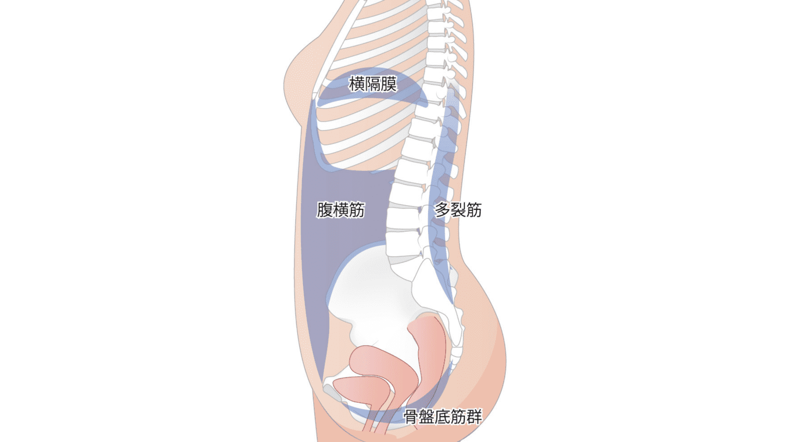 インナーマッスル