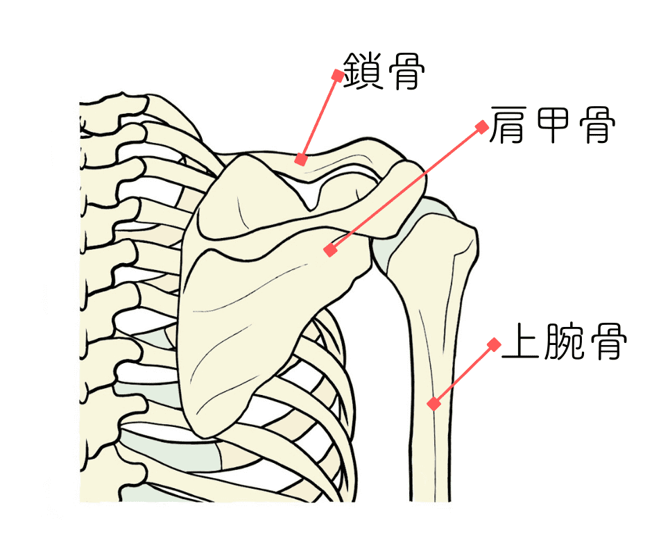 肩の骨