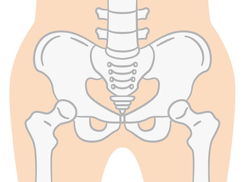 骨盤イメージ