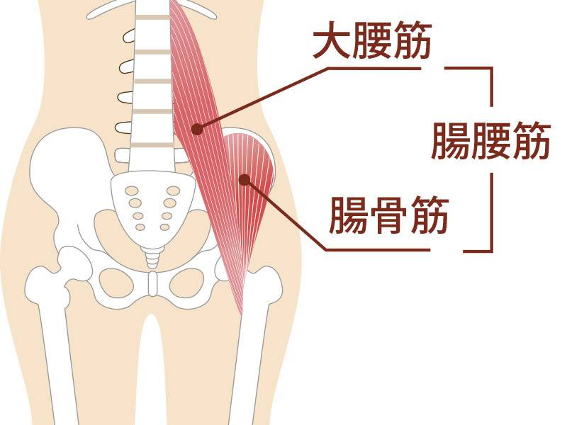 ヒップウォークでつかわれる筋肉１腸腰筋
