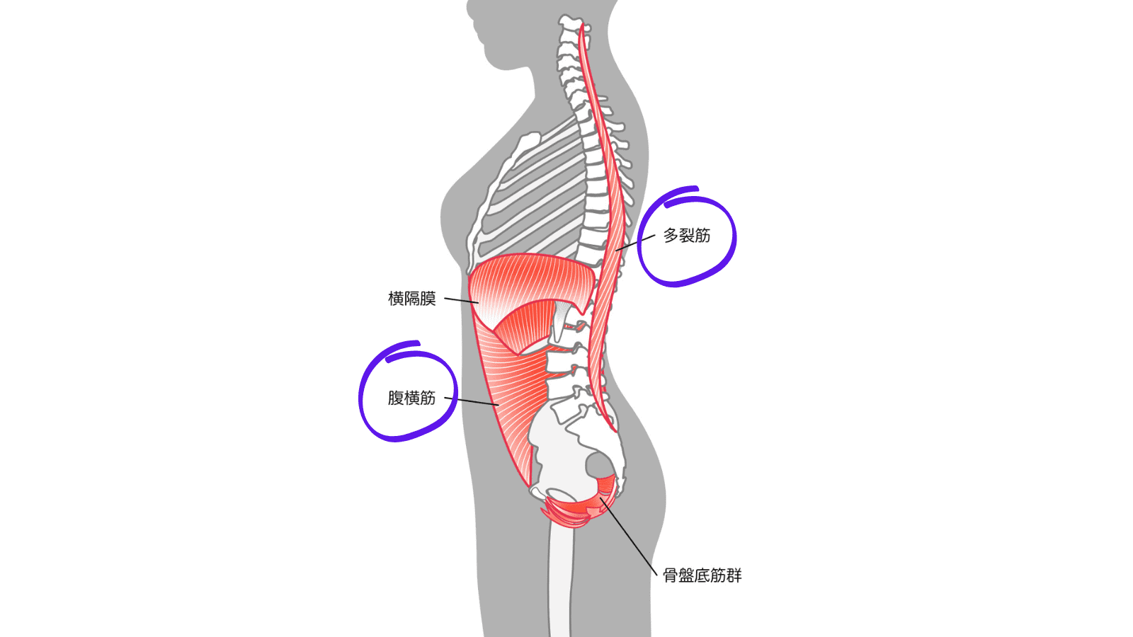 多裂筋　腹横筋　イラスト