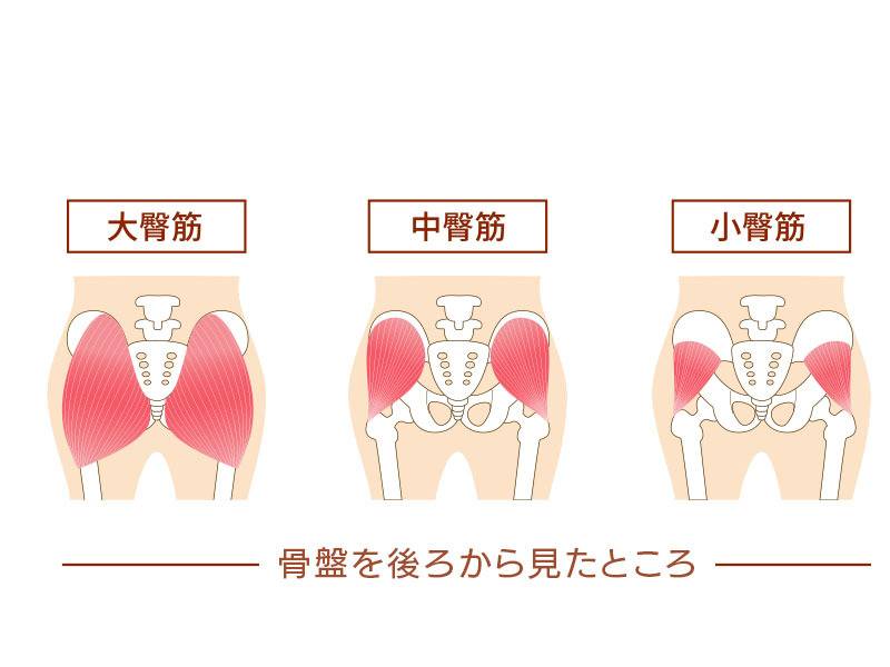 お尻の筋肉