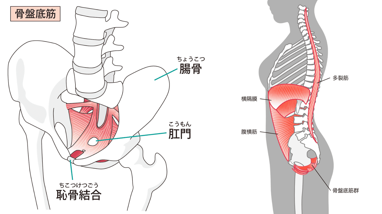 骨盤底筋　インナーユニット　イラスト