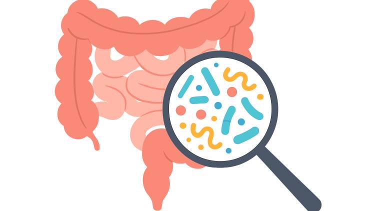 【幼少期の食習慣は脳に長く影響する】最新研究で判明、腸内細菌を整えることで改善の可能性