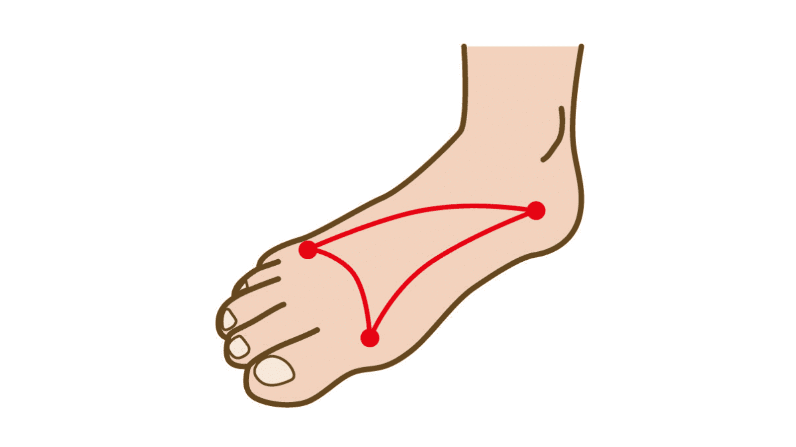 イラスト　足のアーチ