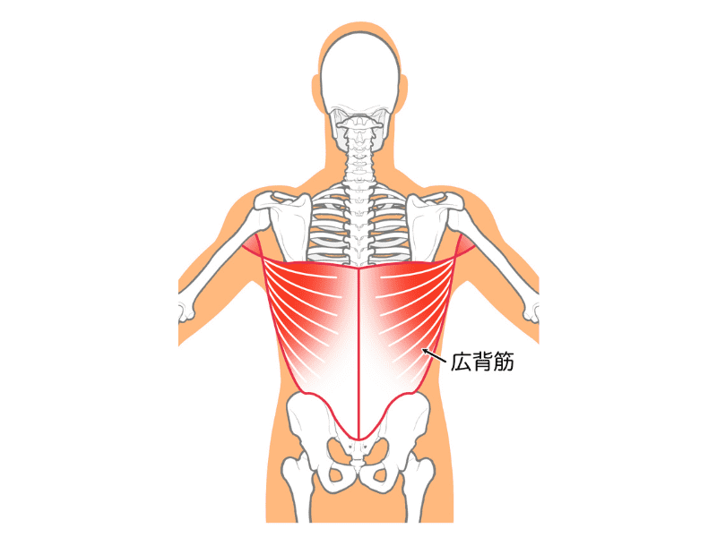広背筋