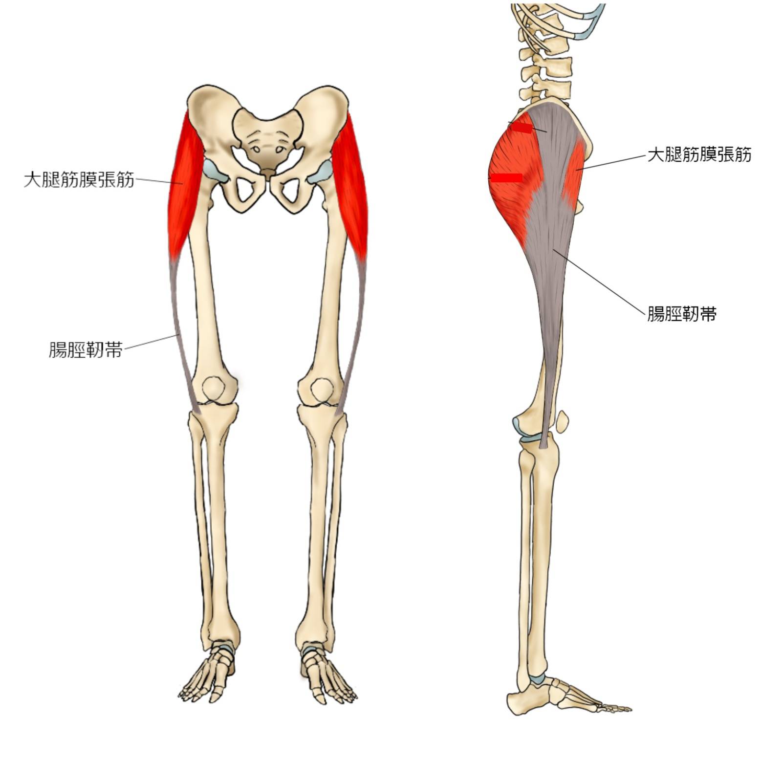 大腿筋膜張筋