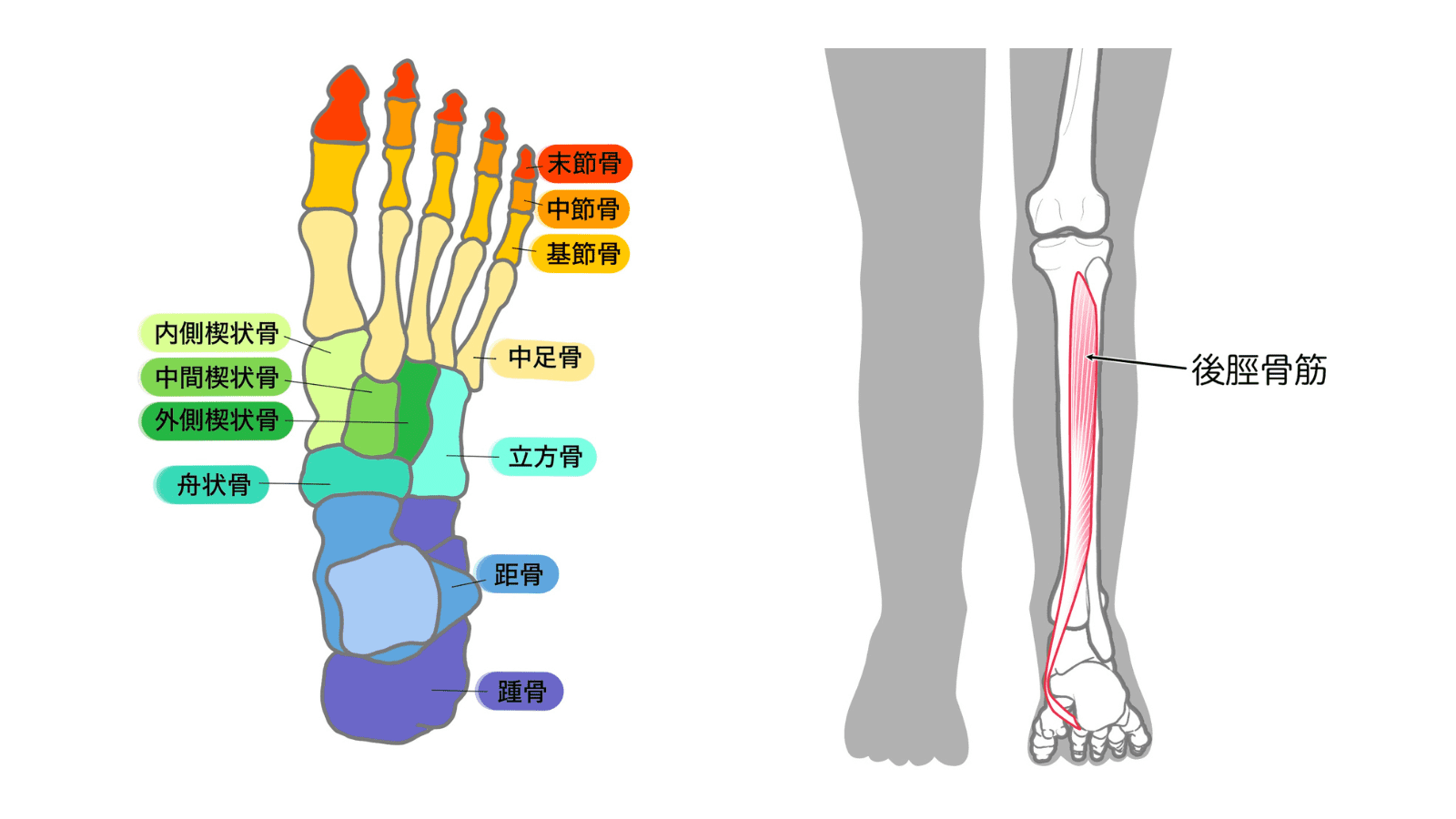 舟状骨　後脛骨筋
