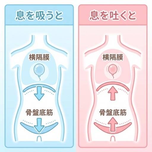 横隔膜と骨盤底筋