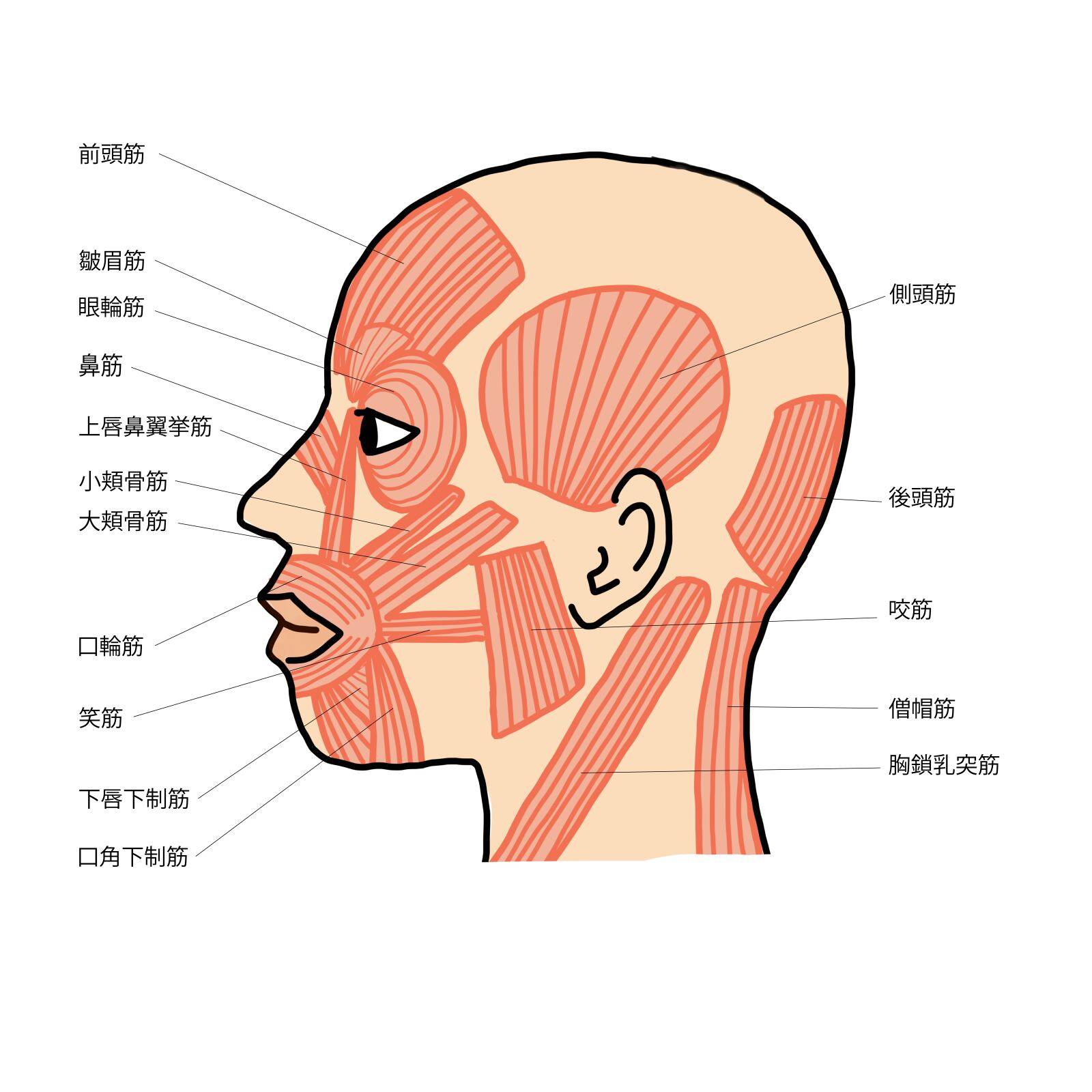 側頭部イラスト