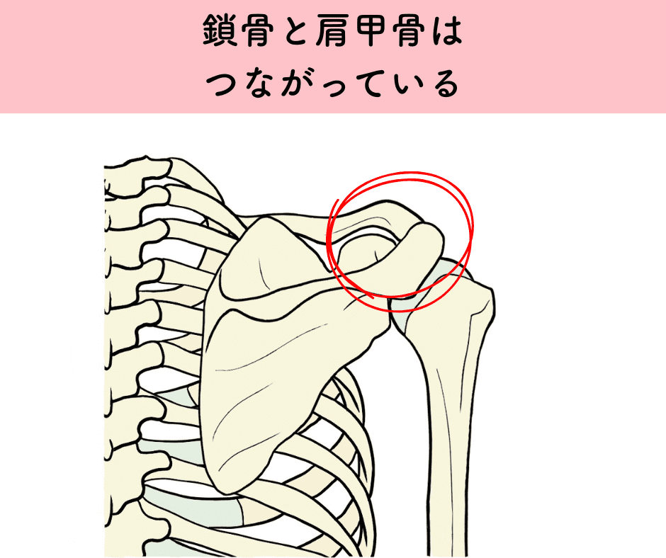 肩甲骨と鎖骨