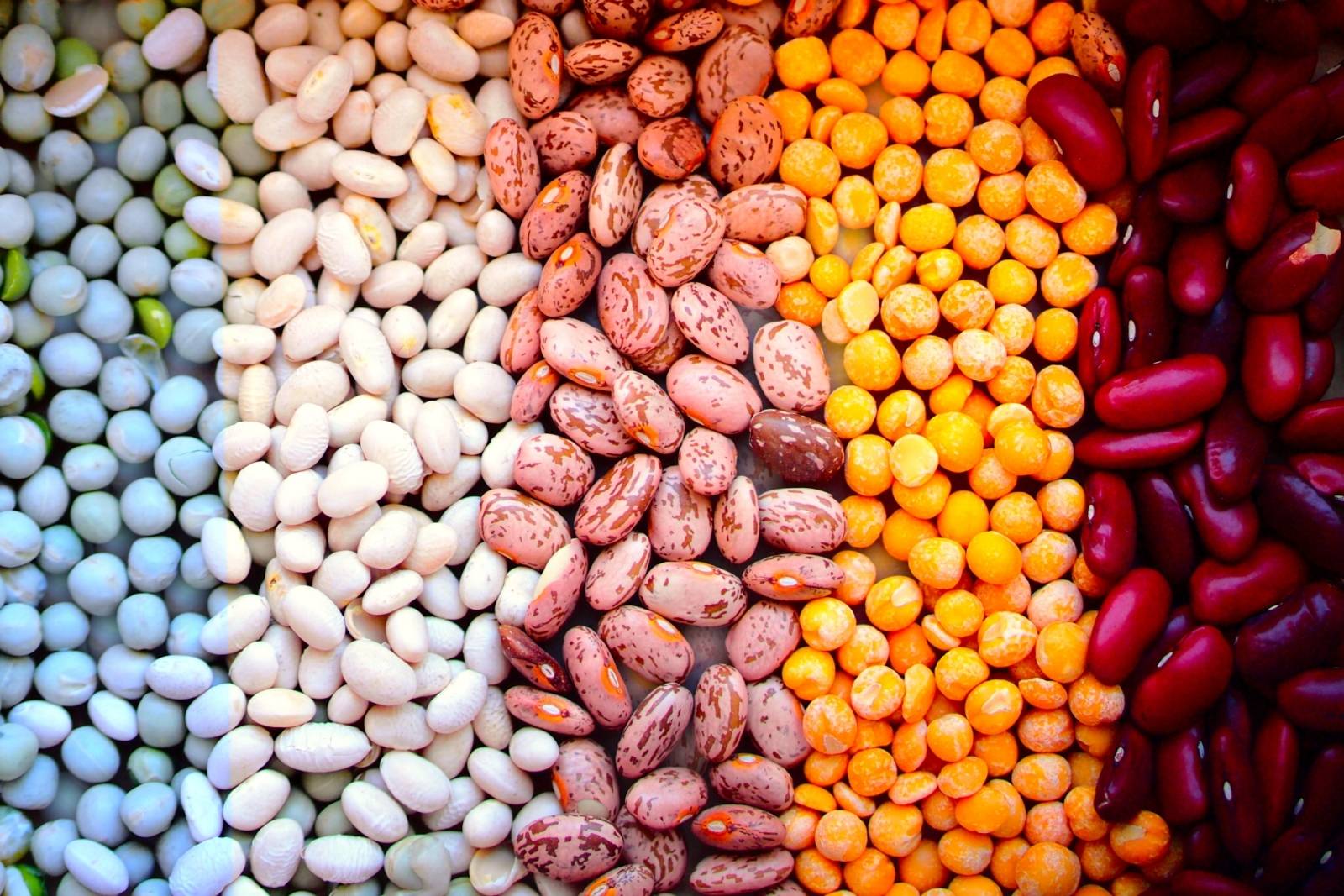 いろいろな豆