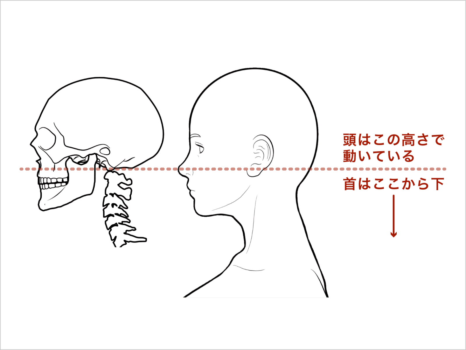 頭と首の仕組み