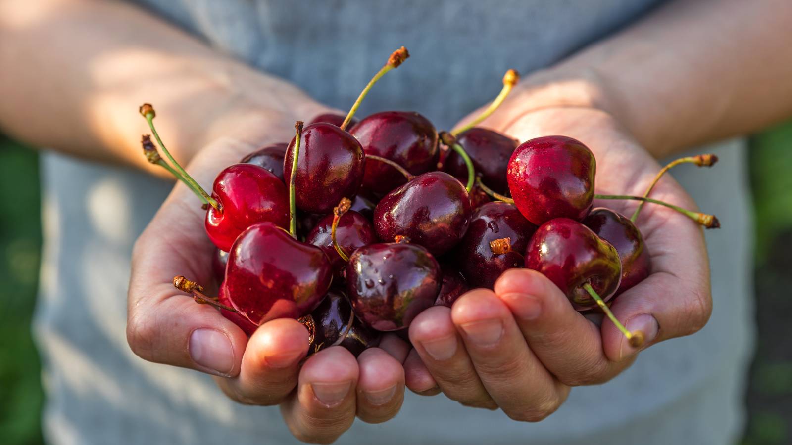 ダークチェリーが進行が速い乳がんの広がりを抑える可能性、米研究｜天然色素「アントシアニン」が腫瘍の成長や転移に影響か
