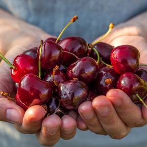 ダークチェリーが進行が速い乳がんの広がりを抑える可能性、米研究｜天然色素「アントシアニン」が腫瘍の成長や転移に影響か