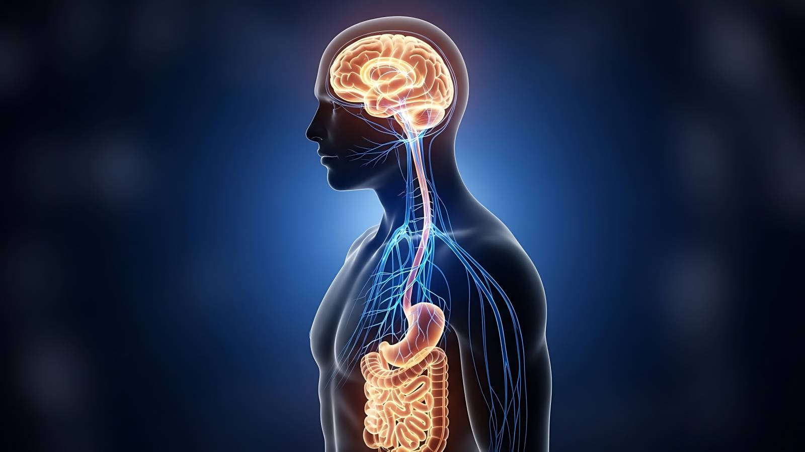 【脂肪の多い食事は脳にまで影響する！？】腸内細菌が“迷走神経”を通って脳に到達する可能性、米研究