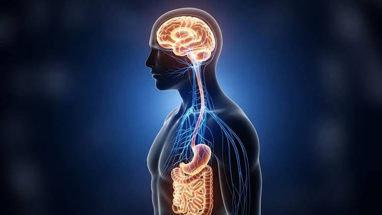 【脂肪の多い食事は脳にまで影響する！？】腸内細菌が“迷走神経”を通って脳に到達する可能性、米研究