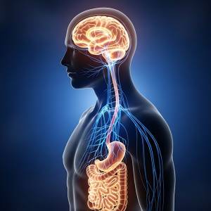 【脂肪の多い食事は脳にまで影響する！？】腸内細菌が“迷走神経”を通って脳に到達する可能性、米研究
