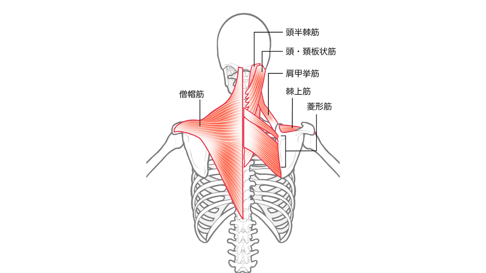 僧帽筋　菱形筋　イラスト