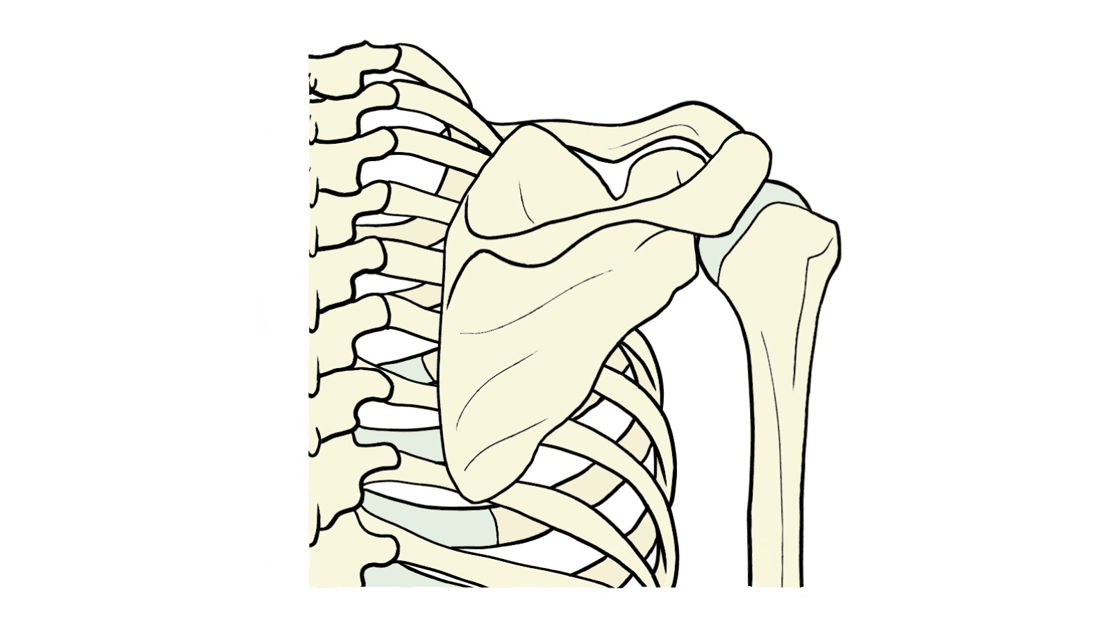 肩甲骨　イラスト