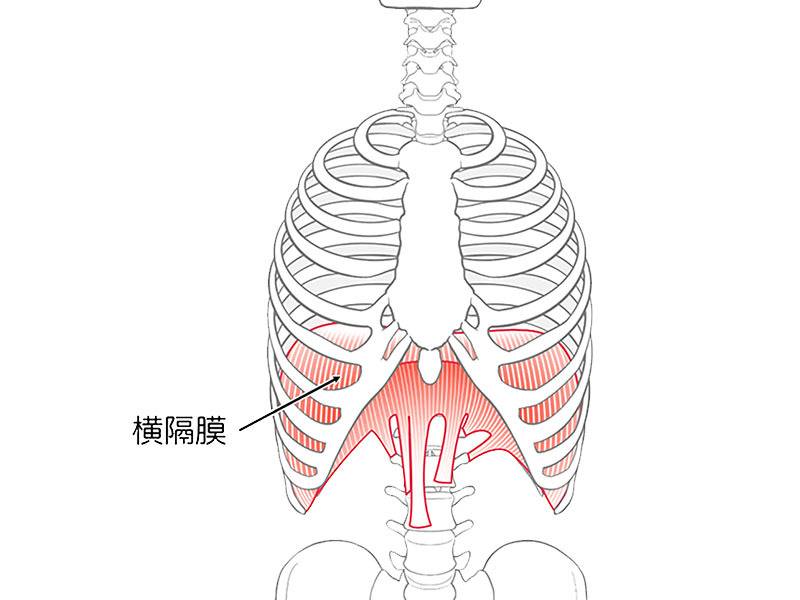 横隔膜