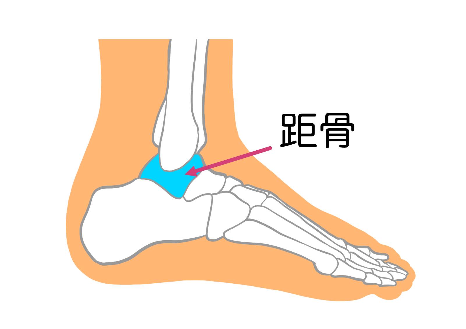 距骨