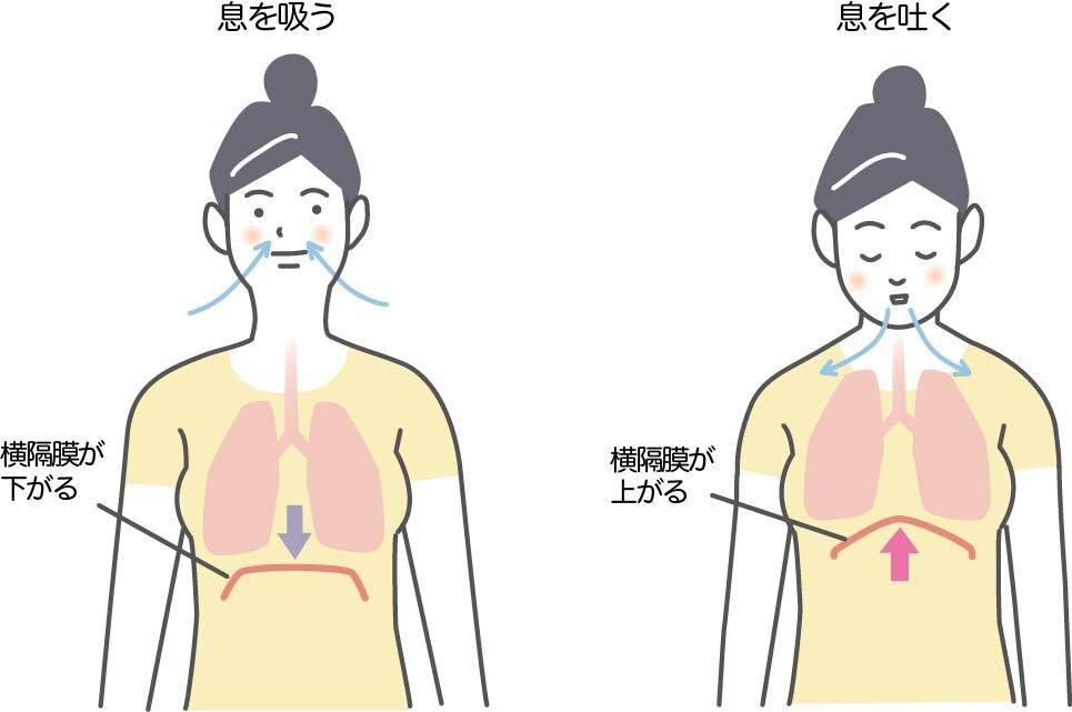 横隔膜