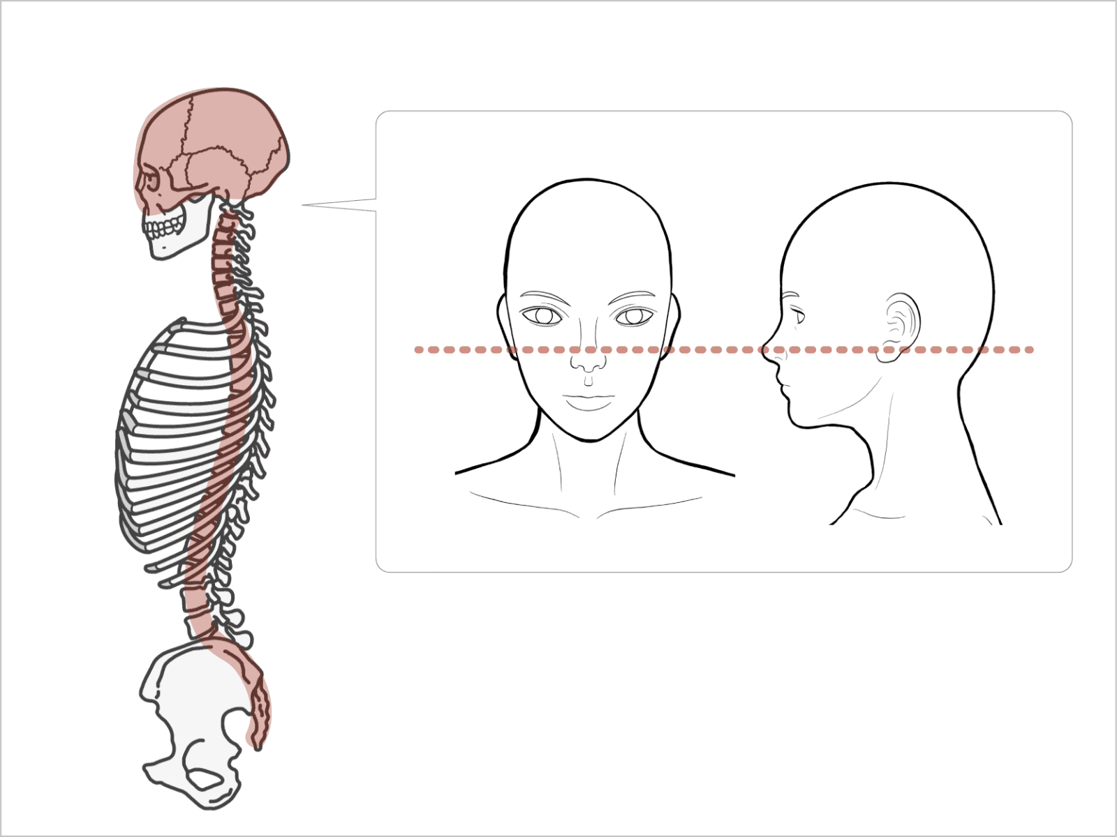 頭と脊椎の構造の確認