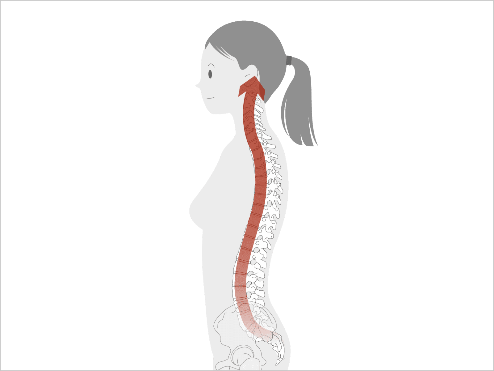 頭は耳たぶより高いところにあり、脊椎は頭のある方に向かって伸びていく