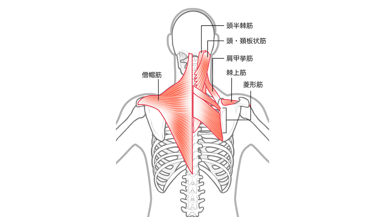 首の筋肉